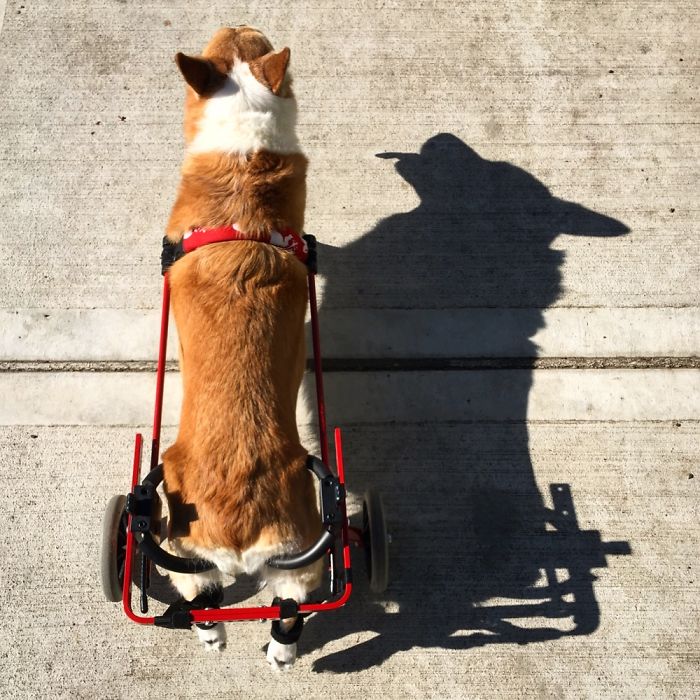 Degenerative Myelopathy May Have Taken Away Her Legs But Not Her Spirit!