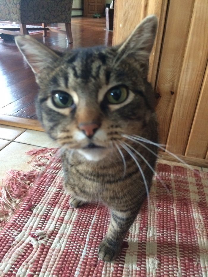 My Brother’s Cat Eddie. His Leg Was Lost Due To A Gun Shot Wound, But My Brother Saved His Life