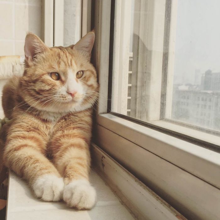 Crossed-Eyed Baby Kitty