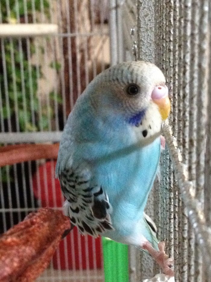 This Is Randi. She Can’t Fly, But She Can Climb Like No Other Bird & Has The Cutest Chirp Ever.