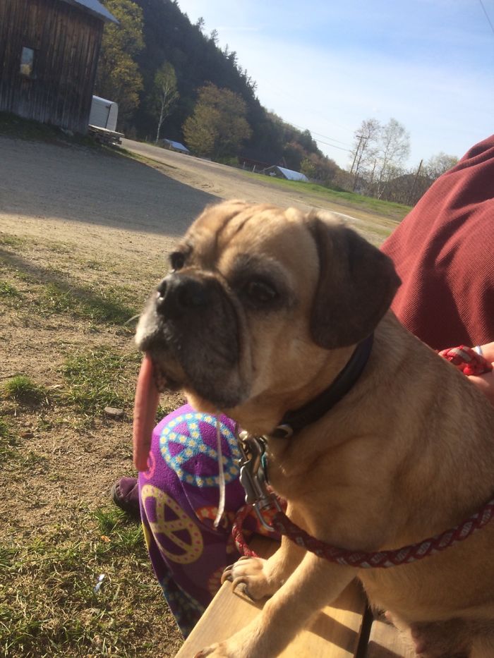 This Is Mika, When We Got Her She Had A Broken Jaw Which Severed The Nerves In Her Tongue.