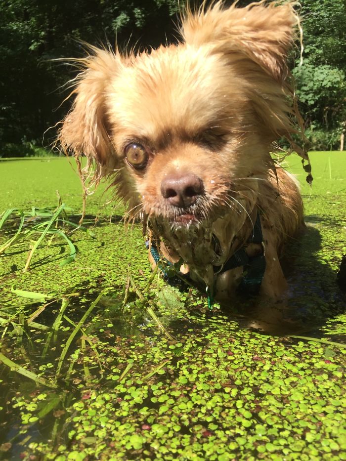 Remained Eye Has To Stand Under Permanent Miosis, Which Punctuates Her Crazyness. Shes A Wolf.