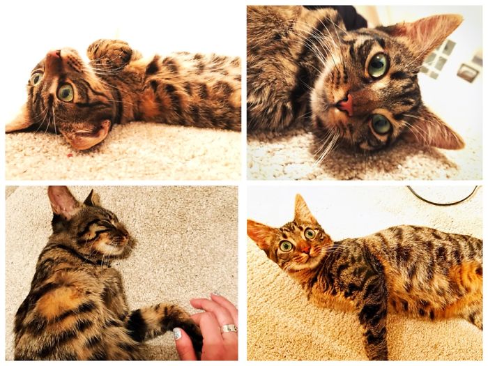 My Gorgeous Green Eyed Tripod Cat, Adopted From Turkey And Arrived Home With Me In The Uk Today