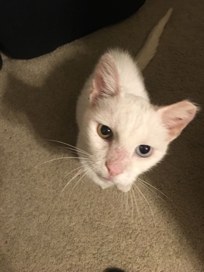 Meet My Baby Artemis! He Has Fiv, Which Is Feline Aids. He Is Such A Big Sweetie!