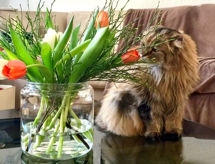 Lux Crippled His Ears By Constantly Scratching Them-Due To An Allergy. First Owner Didn’t Care.