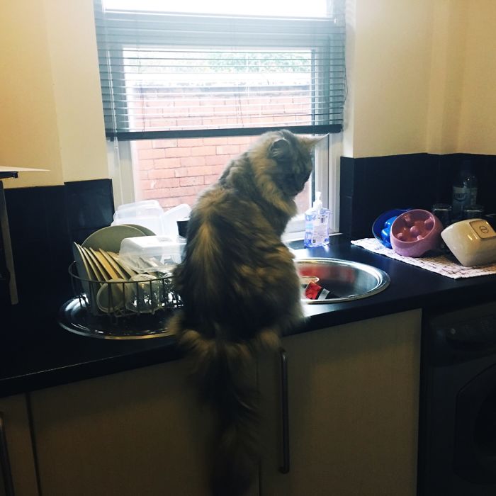 Kafka - Intussusception Of Bowel, Dodgy Knees And Hips, Food Allergies, Kidney Failure. My Goon