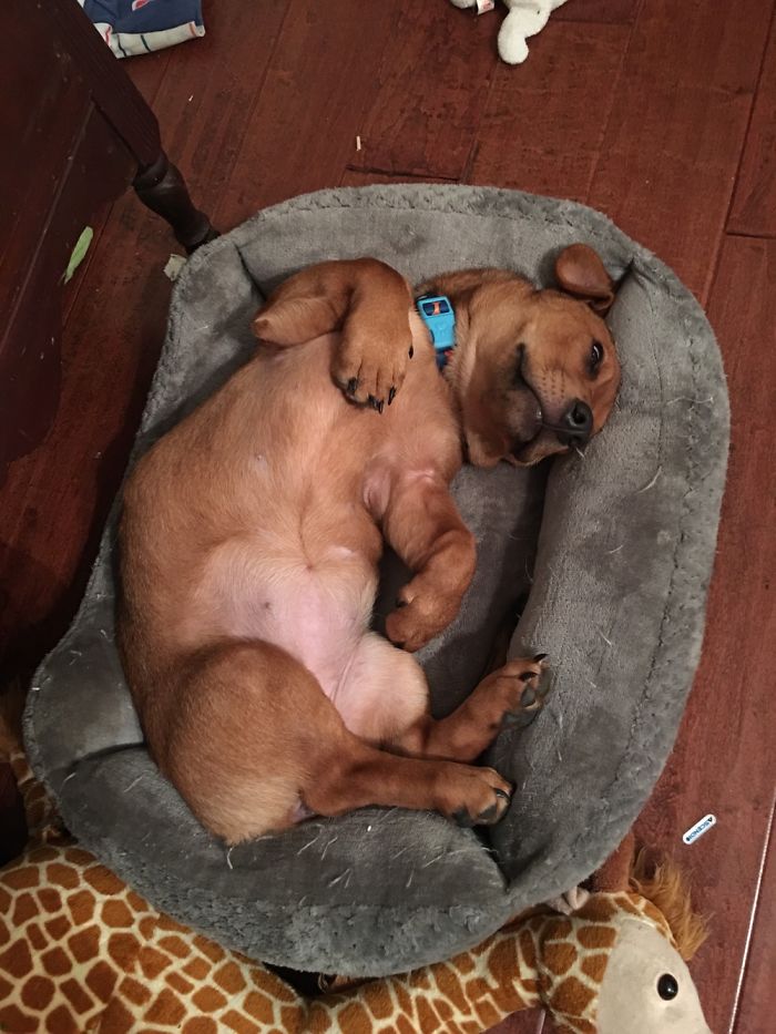 My Little Pup Who Has A Heart Defect And Hasn’t Quite Figured Out How To Get Comfy