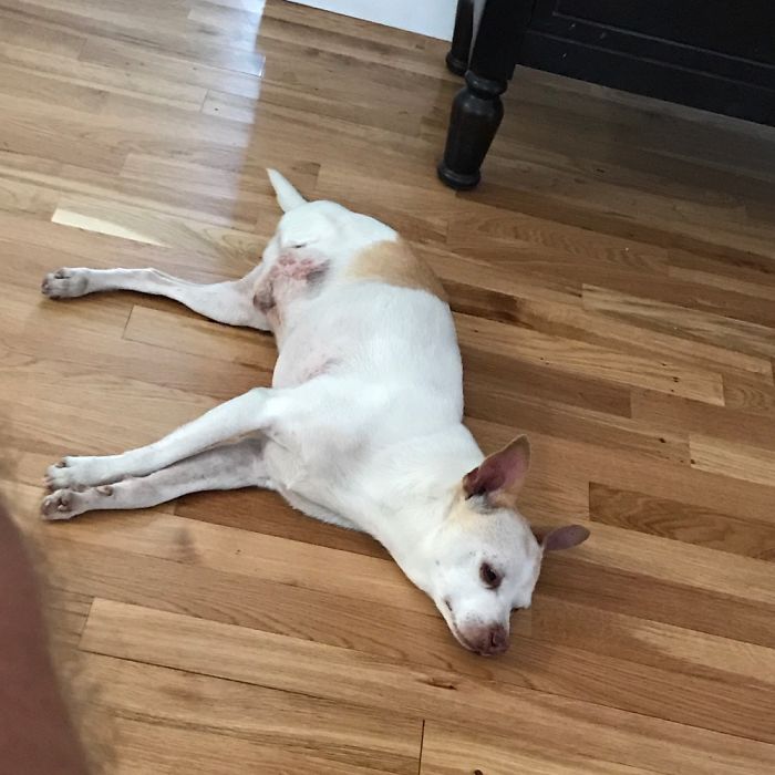 Missing A Leg Doesn’t Make Chase Only Relax. He Also Loves To Run All Over Chasing Birds!