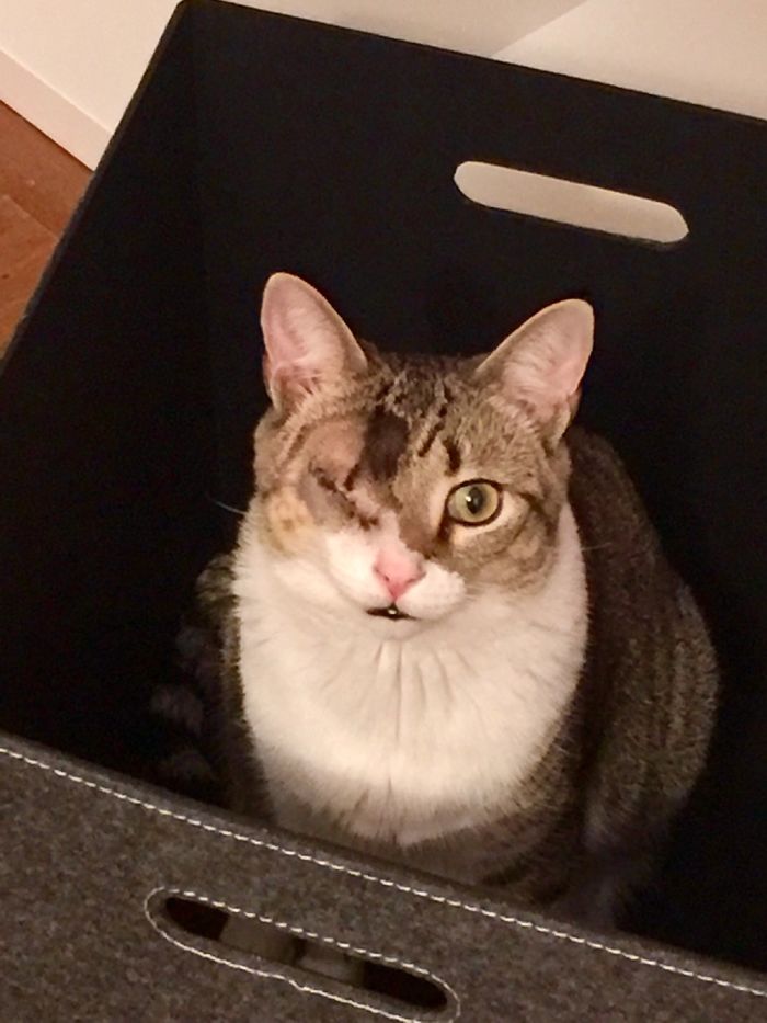 Our Boy Tank Post His Eye Removal Surgery. We Love Our Boy