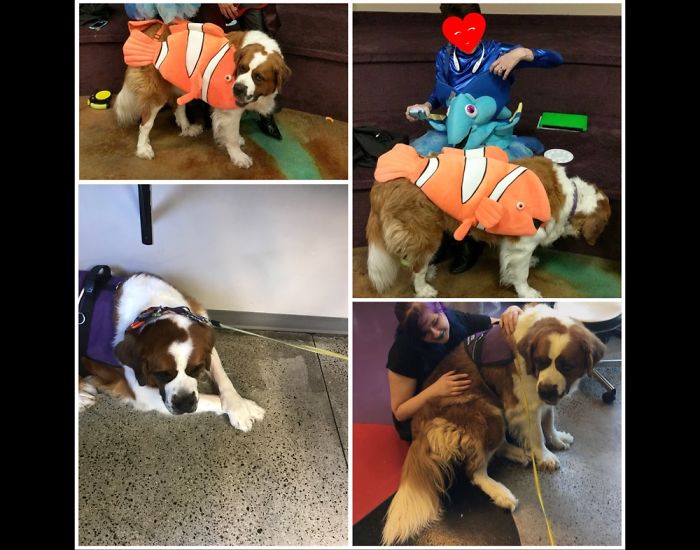 Bella The Rescue Service Dog, Goes To School With Her Mama Who Lets Her Love Us On Hard Days