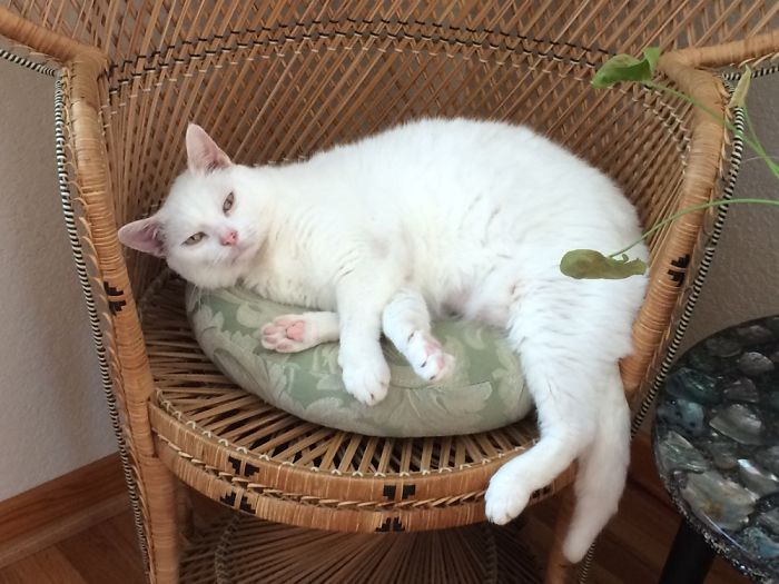 White cat lounging on a cushion in a wicker chair, illustrating funny pet names people call their pets now.