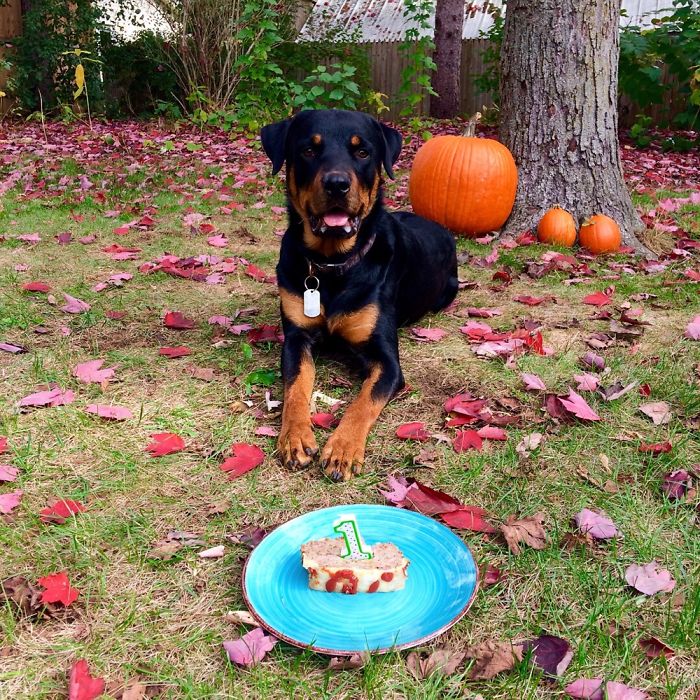 Rottweiler celebrating first birthday outdoors with cake and pumpkins, capturing funny pet name moments shared by people.