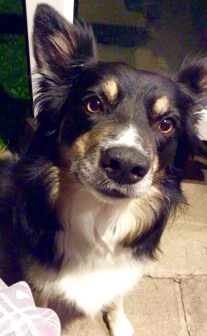 Close-up of a dog with expressive eyes, illustrating people sharing new pet names instead of the original one.