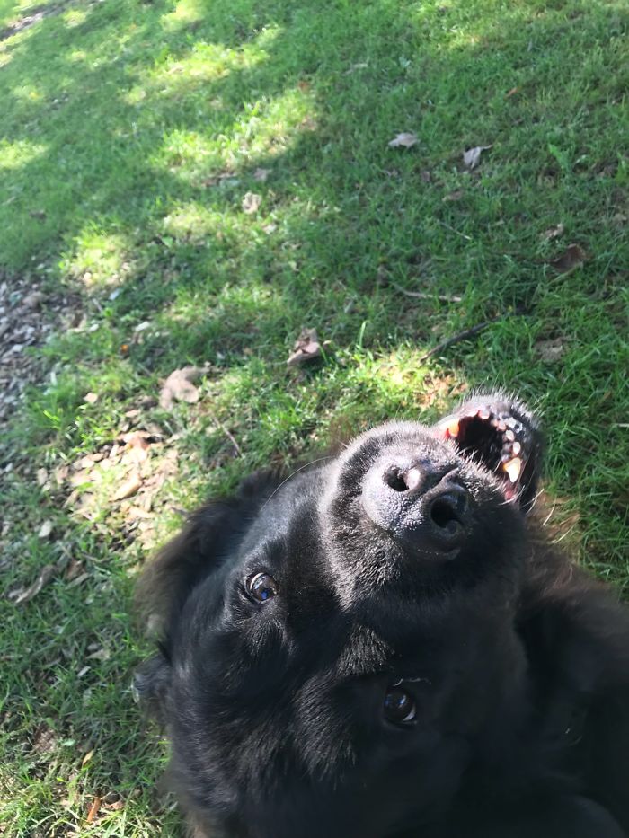 Happy black dog lying on grass, with people sharing the new names they call their pets instead of the original ones.