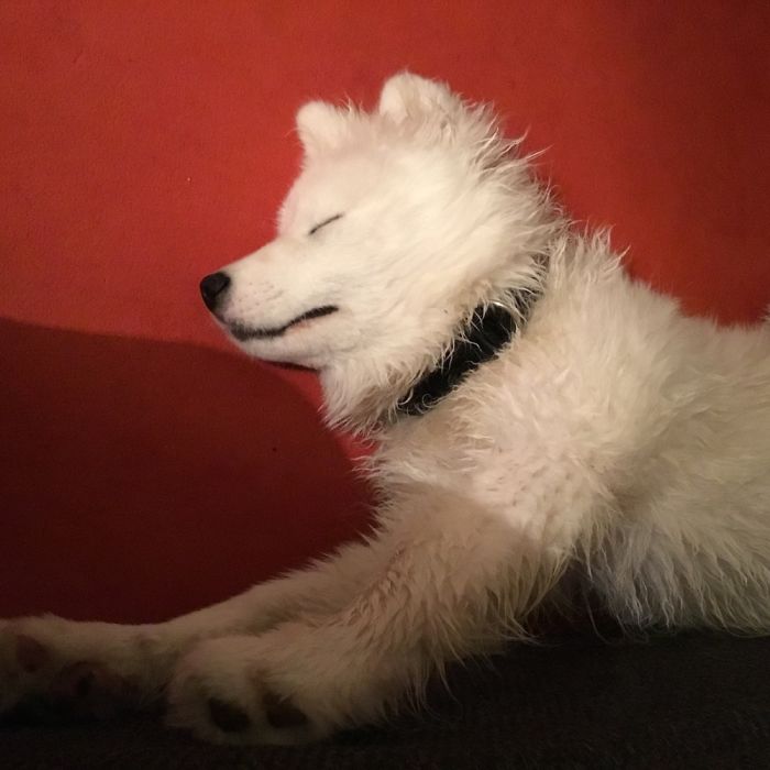 White fluffy dog sleeping peacefully on a dark surface with a red background, showing relaxed pet names humor.