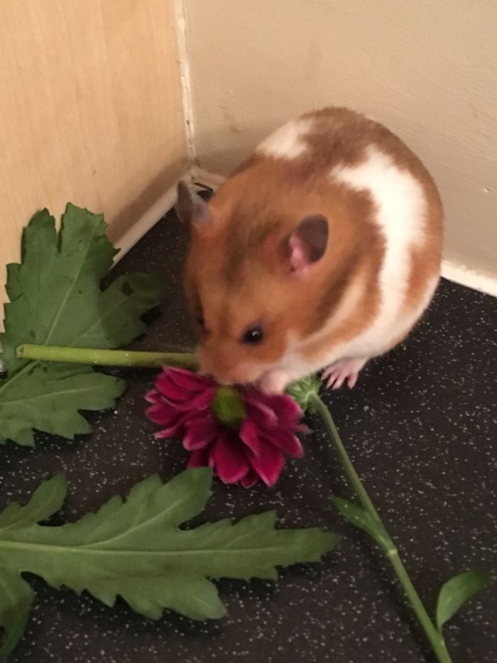 Hamster with a flower, illustrating the funny names people now call their pets instead of the original ones.
