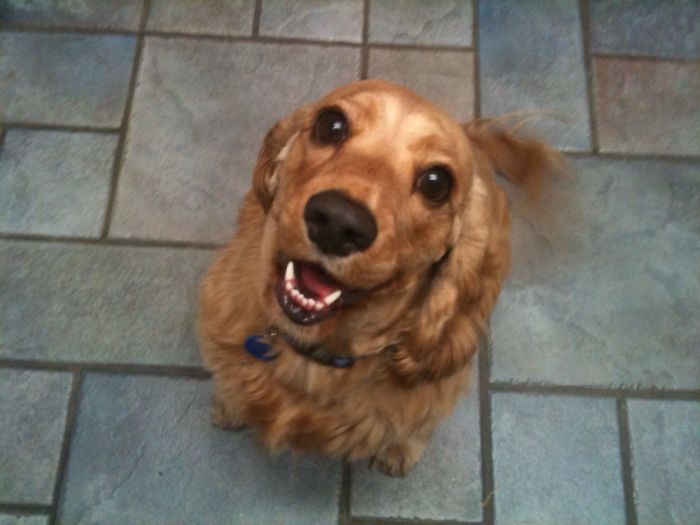 Happy golden brown dog with a wagging tail sitting on tiled floor, illustrating pet names people now call their pets.