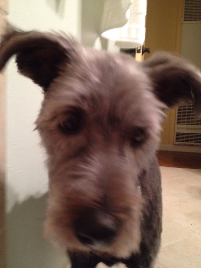 Close-up of a dog indoors, illustrating pet owners sharing the new names they call their pets instead of the original.