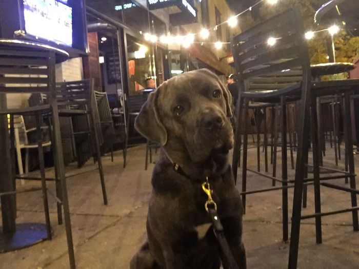 A dog sitting outside a restaurant at night, illustrating people sharing the names they call their pets instead.