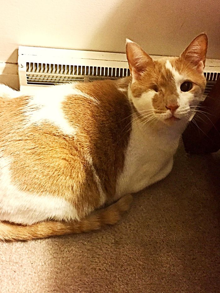 Our One-Eyed Pirate Cat Named Cat. We Adore Him. Rescued 7 Years Ago.