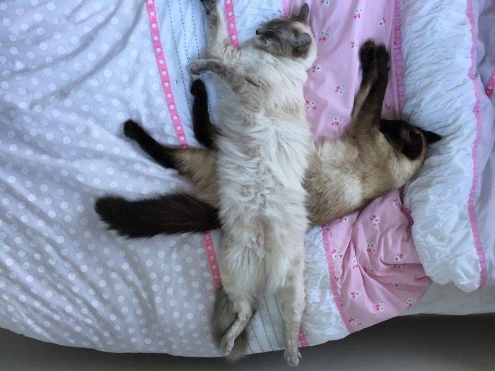 Two cats lying on a bed with patterned blankets, illustrating people sharing the names they now call their pets.