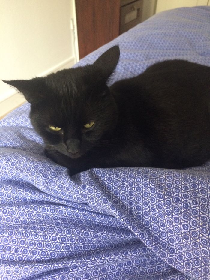 Black cat resting on a patterned blue blanket, illustrating people sharing the names they now call their pets.