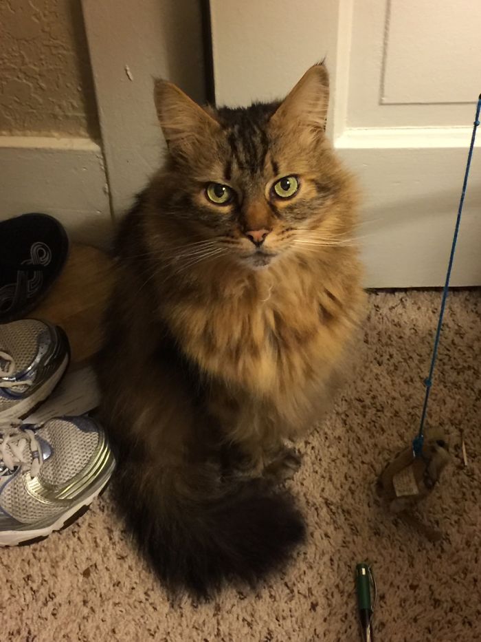 Fluffy long-haired cat sitting near shoes and a toy, one of the funny pet names people now call their pets.