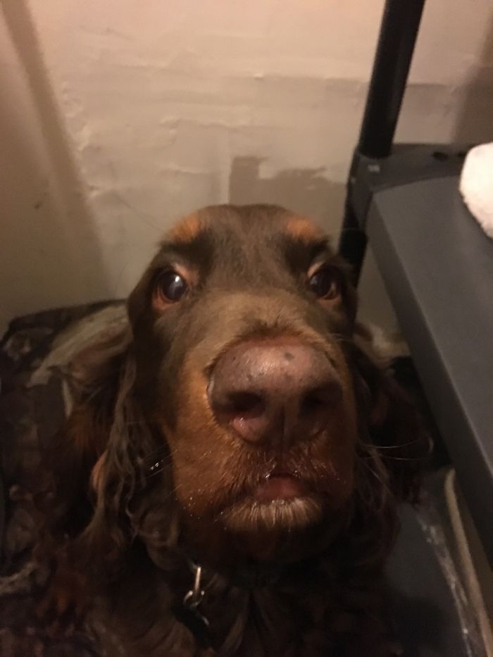 Close-up of a dog with expressive eyes, illustrating funny new pet names people now call their pets.