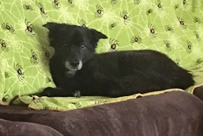 Black dog resting on a spider-web patterned blanket showcasing quirky pet names people now call their pets.