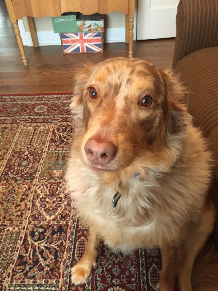 A fluffy dog sitting on a patterned rug, one of the funny pet names people now call their pets instead of the original.
