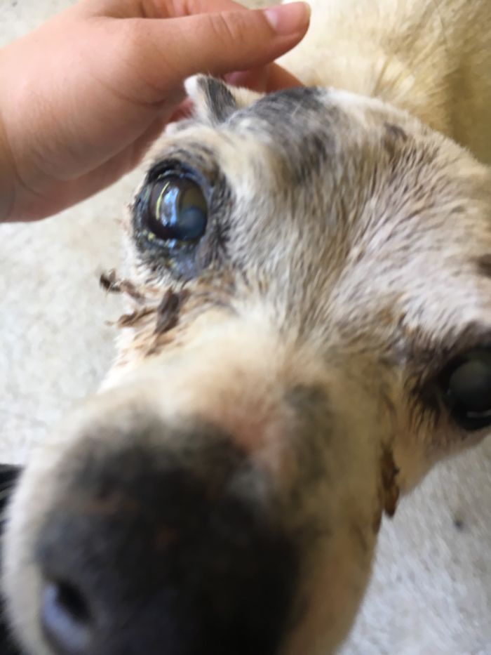 Close-up of a dog being petted, illustrating people sharing the names they now call their pets instead of the original one.