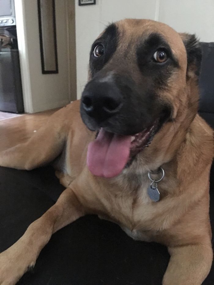 A happy dog lying down indoors, illustrating pet names people now call their pets instead of the original one.