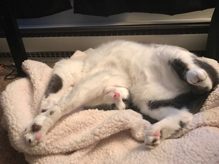 A relaxed cat stretched out on a soft blanket, illustrating funny pet names people now use instead of the original ones.