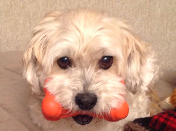 Small fluffy dog holding a red bone toy in its mouth, illustrating pet names people now call their pets.