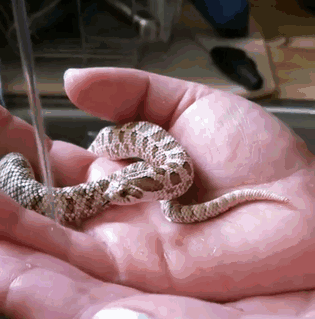 Thirsty Baby Snake Drinking Water