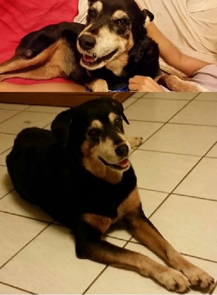 Our Senior Rescue Poi Dog Chicacita Bonita. 2nd Pic Is After My Friend Got Rid Of Her 'Juevo' How It Worked With Her Cat (Yeay!), & Removal Of A Growth & Recurring Abcess. She's Had Cataracts Since I Met Her