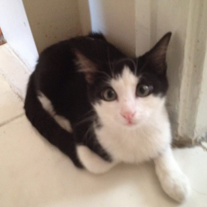 Left On Streets Because Lazy Eyes And Palsy, Took In Because It Is A Beauty : Meet Mimi