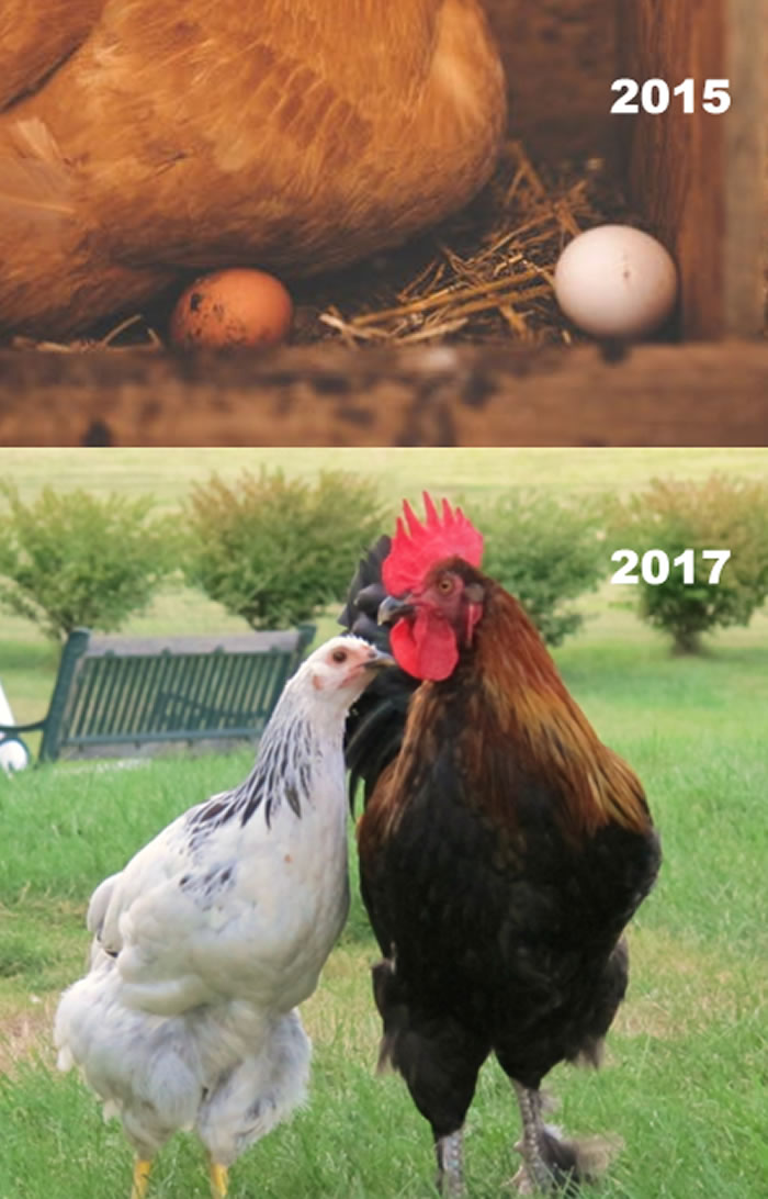 From Nest To Coup (A Love Story) - (Bpstaff Think Animals Can't Fall In Love)