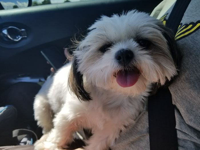 Small fluffy dog sitting on a person's lap in a car, showcasing funny pet names people now call their pets.