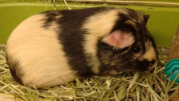 Black and white guinea pig resting on hay, illustrating pet names people now call their pets instead of the original ones.