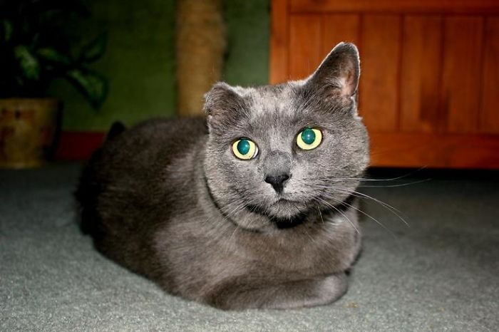 This Is Morrigan. She Was Found At A Construction Site With Her Litter Of Kittens. She Lost Her Ear To Frostbite. A Nice Man Brought Her And Her Kittens To A Shelter. Her Kittens Were Adopted, But Morrigan Languished In The Shelter For Two Years. The Shelter Let Us Have Her For A Reduced Rate. She's An Amazing, Full-Of-Love Goofball And I'm Forever Grateful I Found Her!