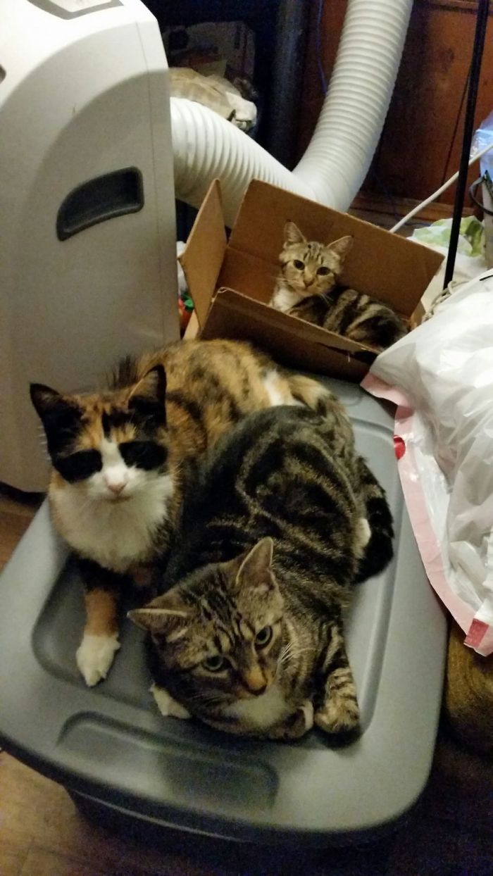 My Senior Cat, And My Two Sister Tabbies. Butterscotch (Calico) Has Permanently Dilated Pupils, Can't See In The Dark , Or Even Very Well During The Day, And So Runs Into Things. Cleo, The Tabby In The Box, Recently Had Surgery For A Severe Infection That Has Left Her Without Most Of Her Lower Digestive Tract. Calypso (In The Front) Just Isn't The Brightest Cat In The World, Not Sure If She Has Brain Damage From When She Was Initially Abandoned At 3 Weeks Old With Her Sister.