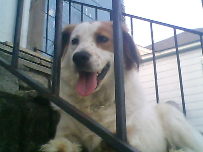 Yumi The Destructor, Nothing Wrong Physically But Was The Most Destructive Dog I Ever Owned. She Chewed A Big Hole In My Couch One Day.