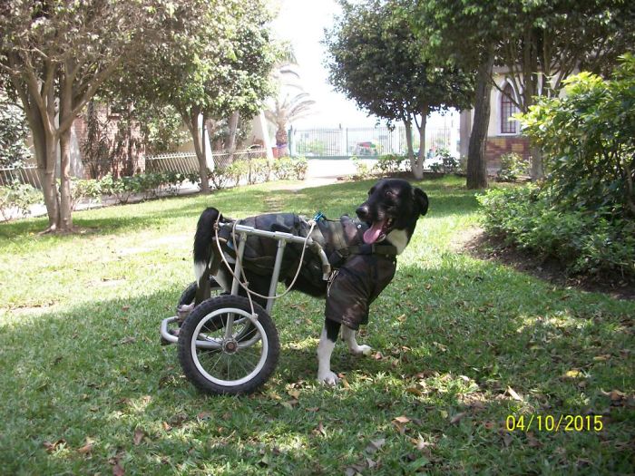 Popeye Un Perrito Atropellado Y Abandonado Por Su Dueño, Ahora Recibe El Apoyo De Sus Amigos Para Que No Le Falten Los Pañales, Ya Que Usa 4 Pañales Al Día, Todos Los Días De Su Vida, Los Que Son Donados Por Sus Amigas. Vive En Huaycán, Lima -Perú. Está En Adopción Por Una Familia Que Le Brinde Espacio Para Correr.