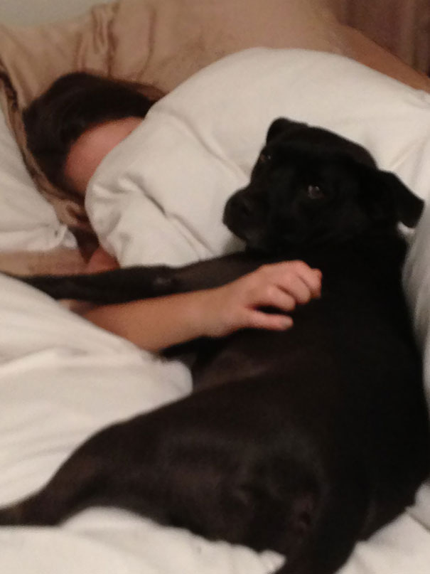 Ripley's Not Allowed On The Bed. Walked In To See Him Snuggling My Wife And Shooting Me A "Don't You Dare F*ck This Up For Me" Stare