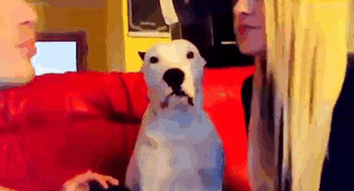 Jealous Dog Refuses To Be Left Out Of Smooch