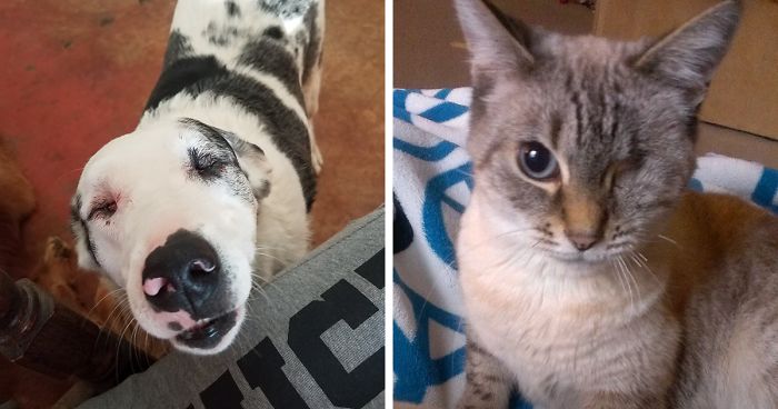 Post Your “Not So Perfect” Pets That Are Perfect To You