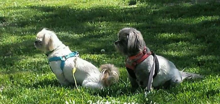 Two small dogs sitting on grass, showing pets with new names owners now call instead of original ones.
