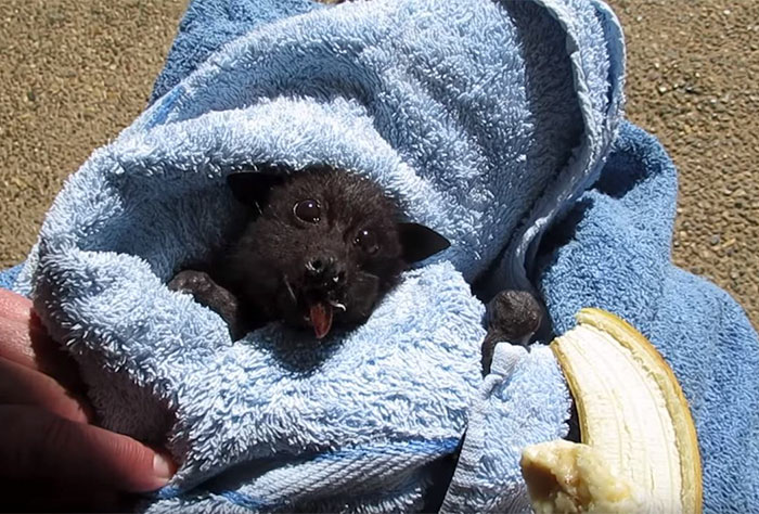 rescued-baby-bat-eat-banana-miss-alicia-3 rescued-baby-bat-eat-banana-miss-alicia-3