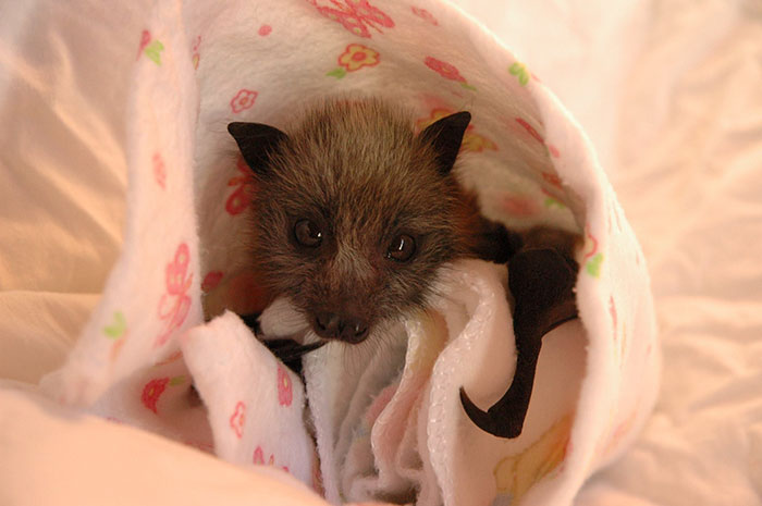 rescued-baby-bat-eat-banana-miss-alicia-4 rescued-baby-bat-eat-banana-miss-alicia-4